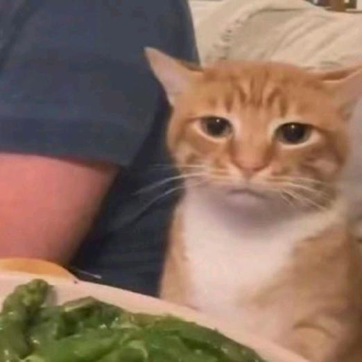 赛博料理鼠