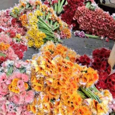 鲜花姐