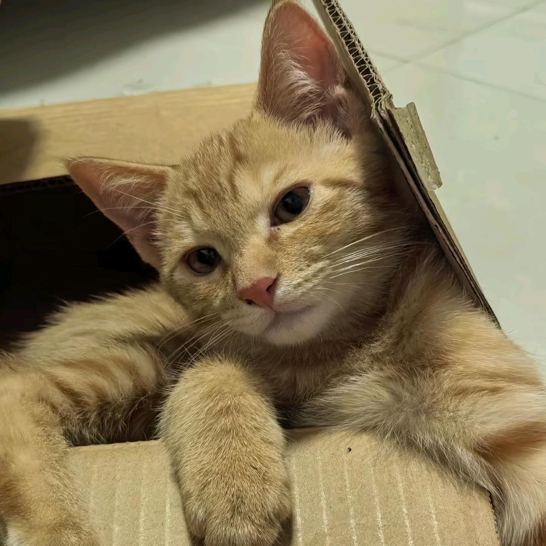磊落的樱桃
