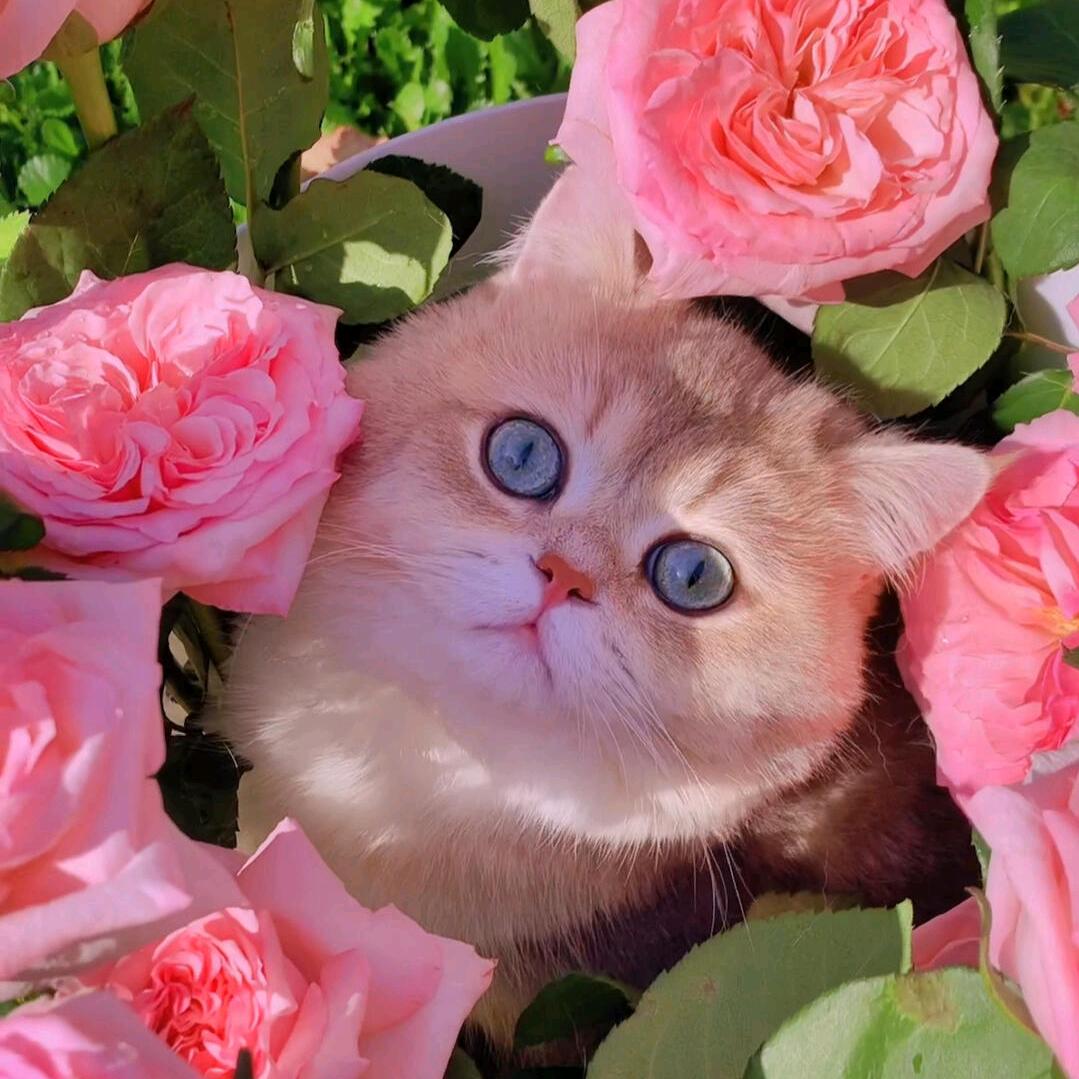 花园配萌宠