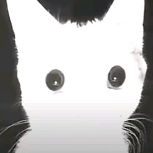 鸢