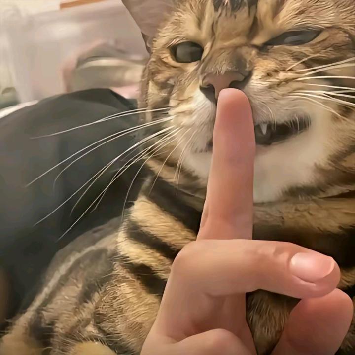 贝贝·⚜️ㅤㅤㅤㅤㅤ