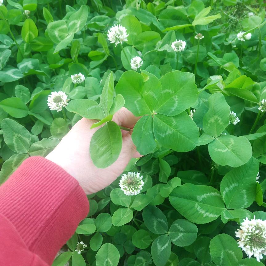 💞子木
