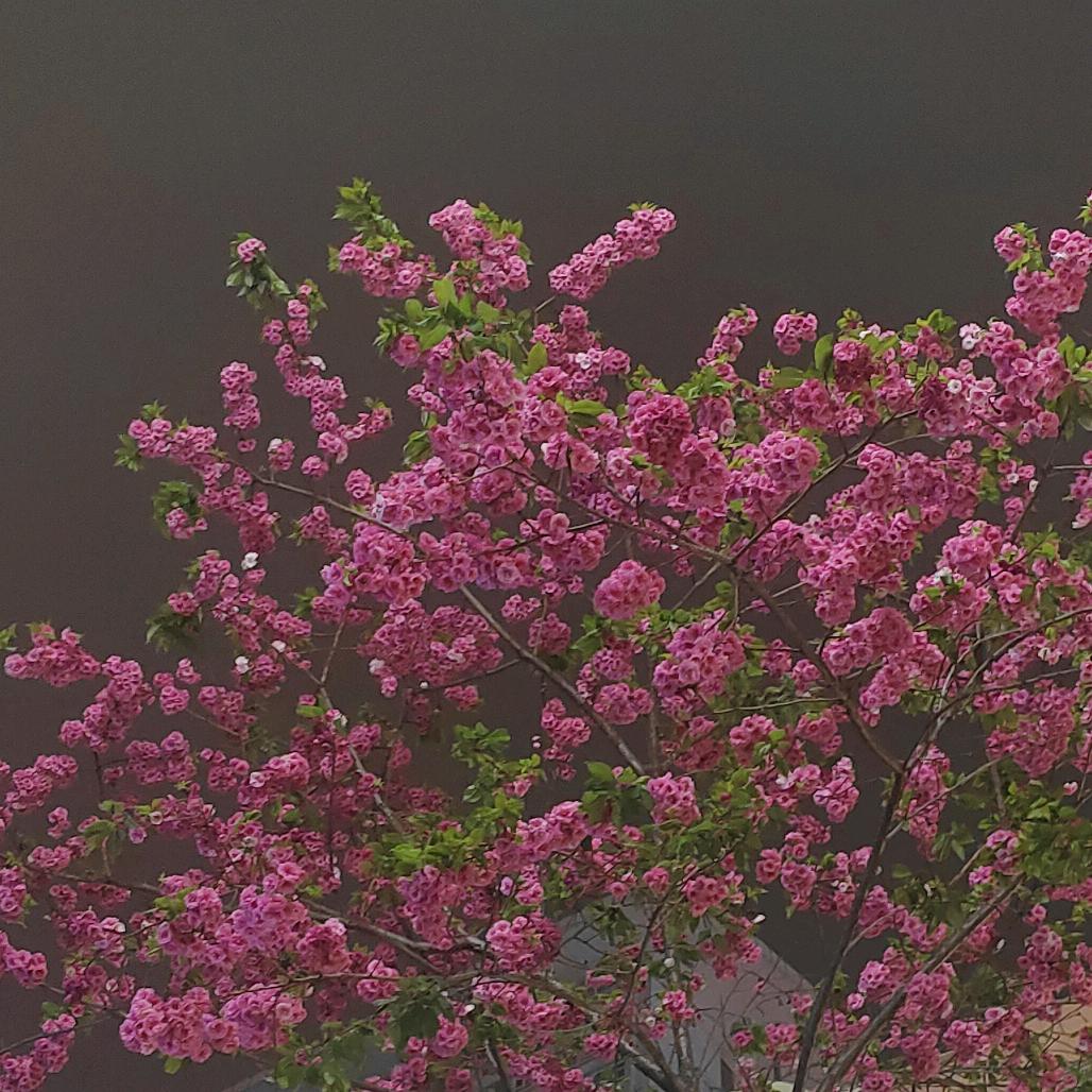 想Chi不胖