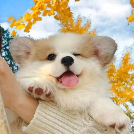 咕塔啦黑暗之神