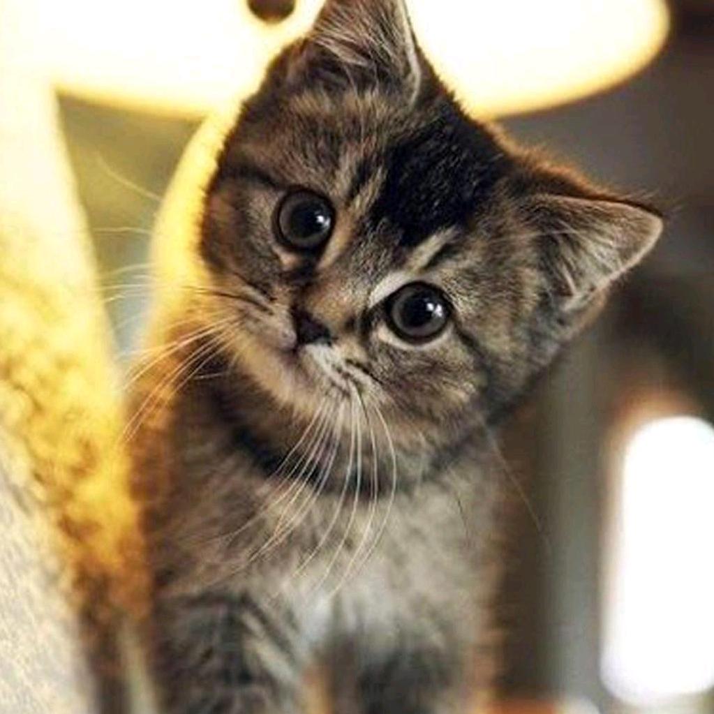 猫猫12345678910j