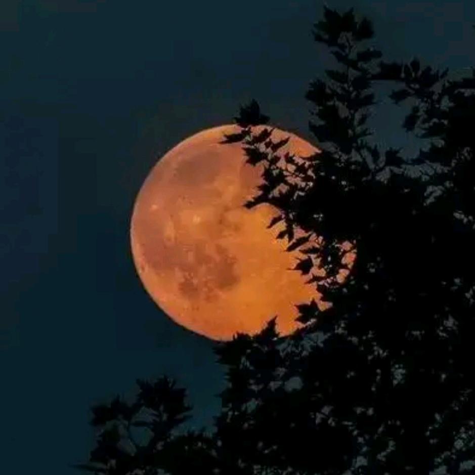 Moon袁守平