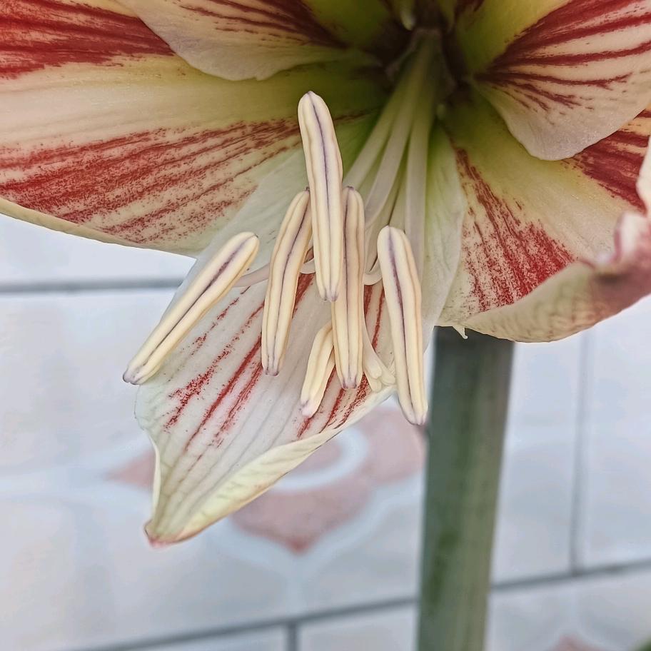 淡烂色的彩虹