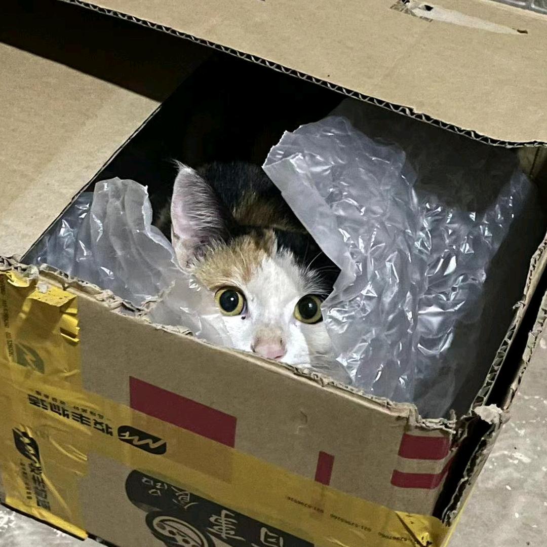 树上的水泥波斯猫