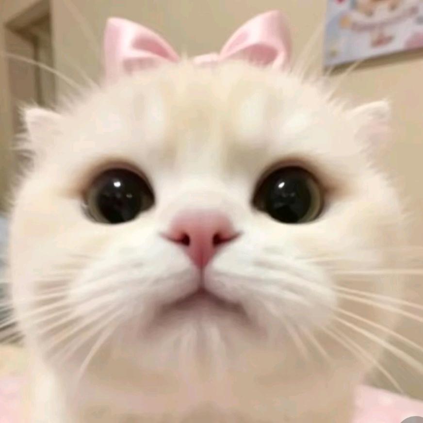 巧姨UCC国际干洗(金色蓝湾店)