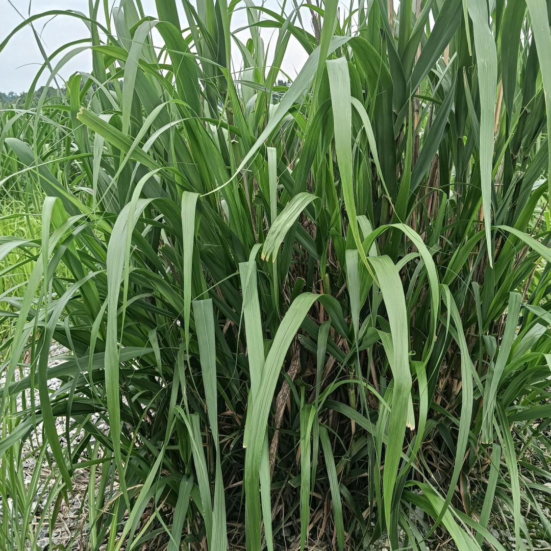 小丑丫