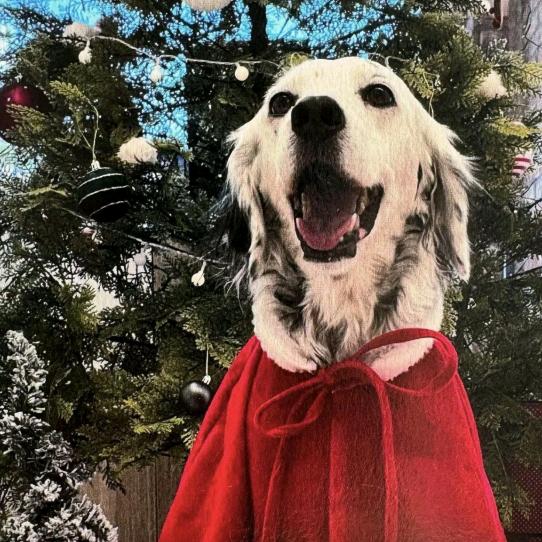 超级无敌小霸王