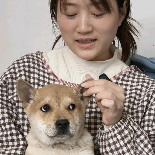 何小姐的田园犬