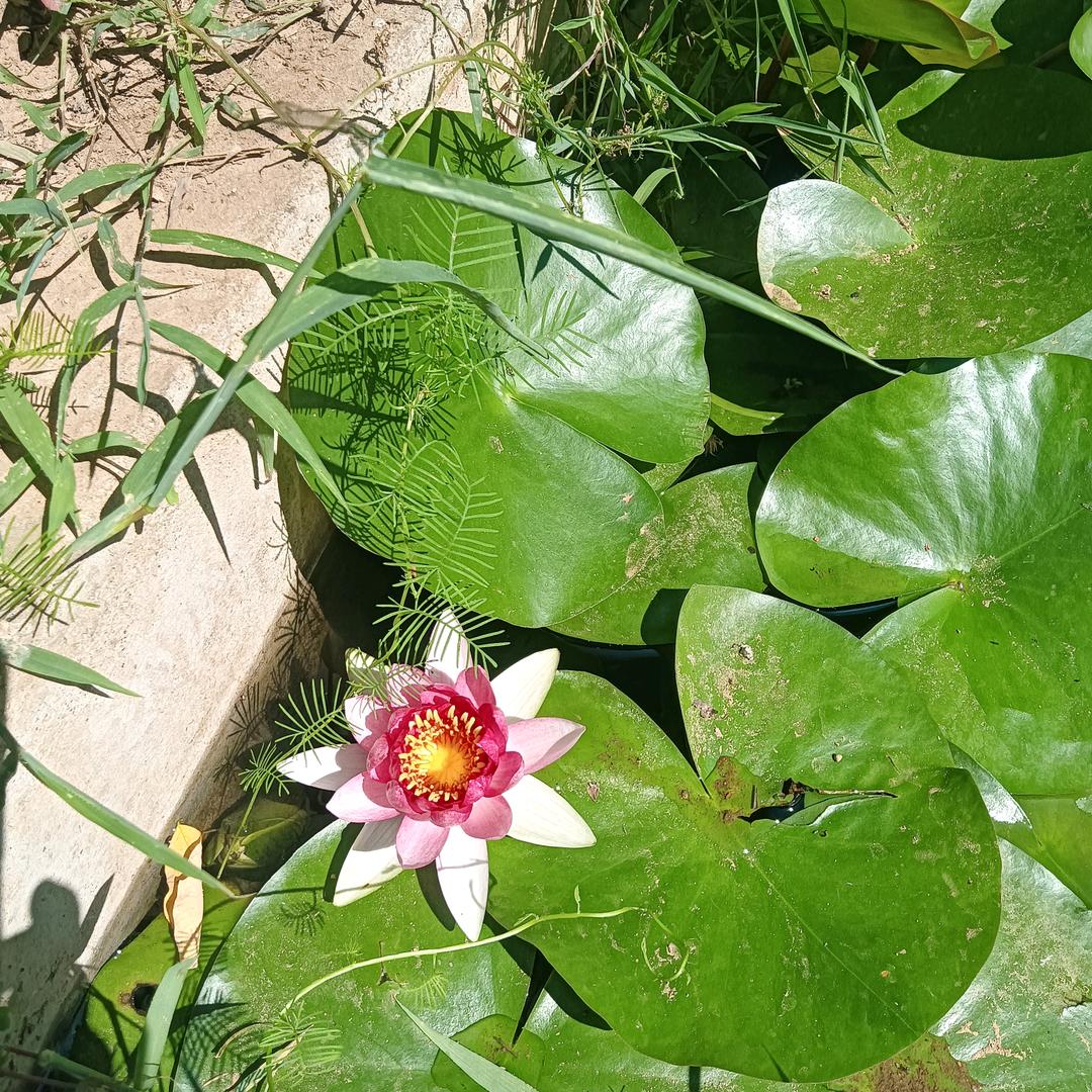 望庭院花开花落