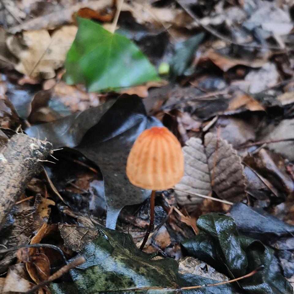 烟念