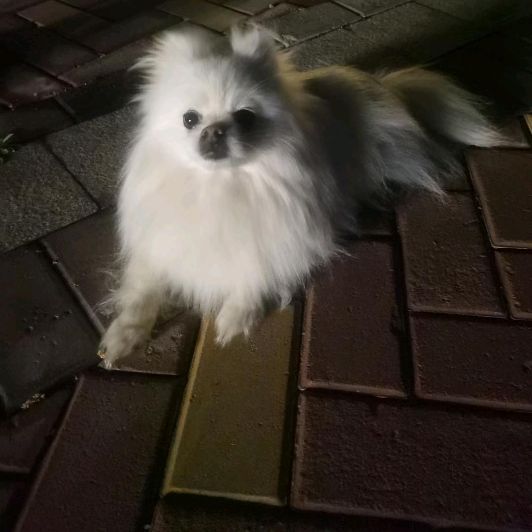 超级无敌暴龙战士