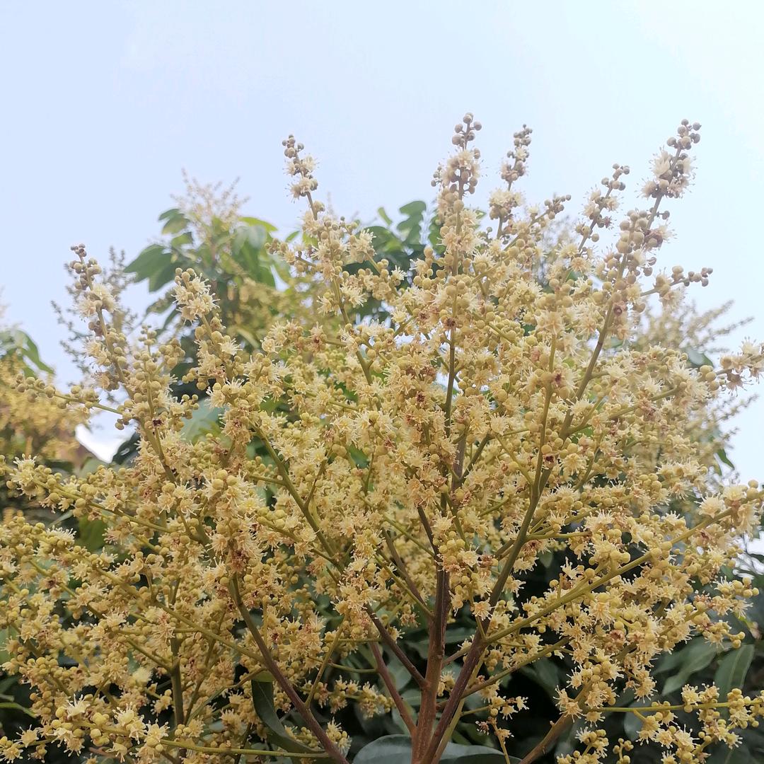 陶瓷大锅郭