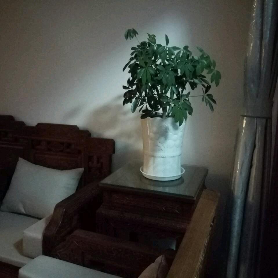 梅🌸
