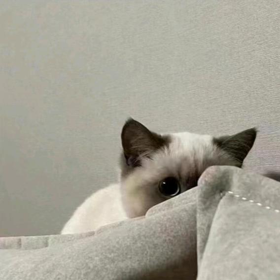 嘿嘿？？