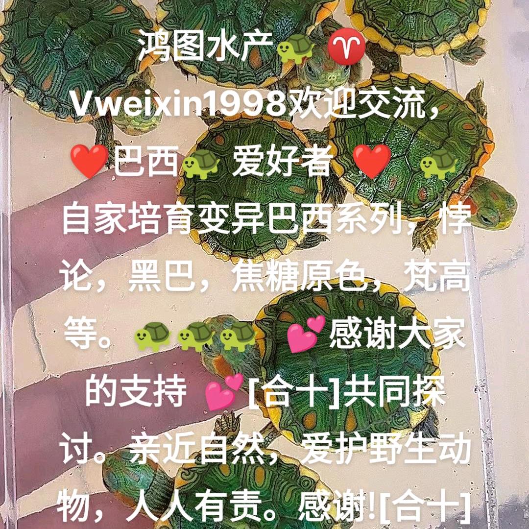 鸿图水产