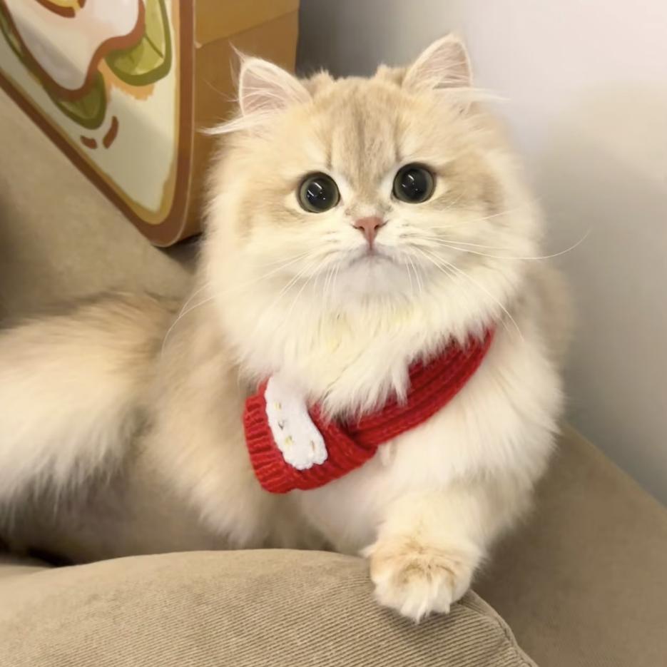 Cat01