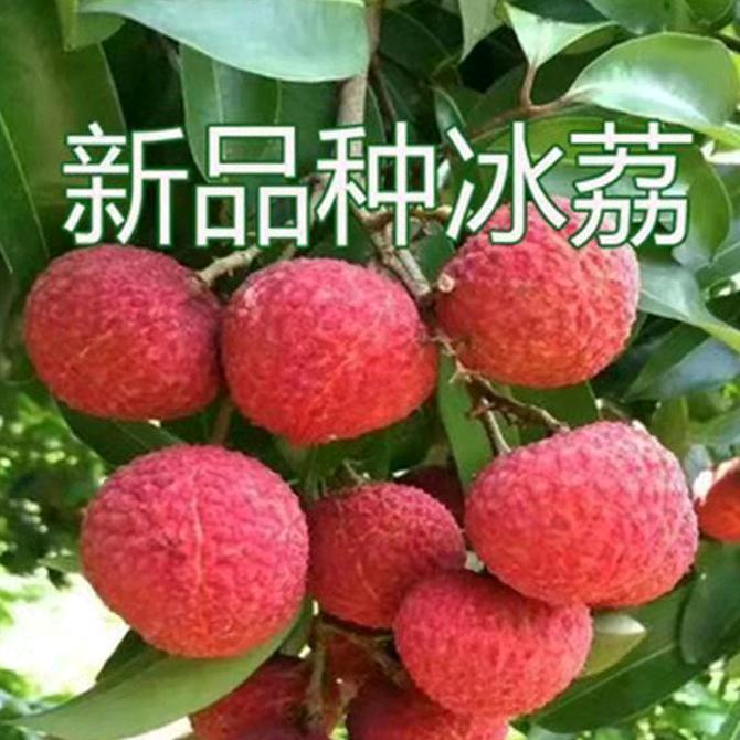 鸿升果树苗木专营店