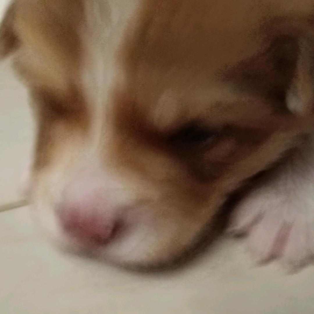 9哥