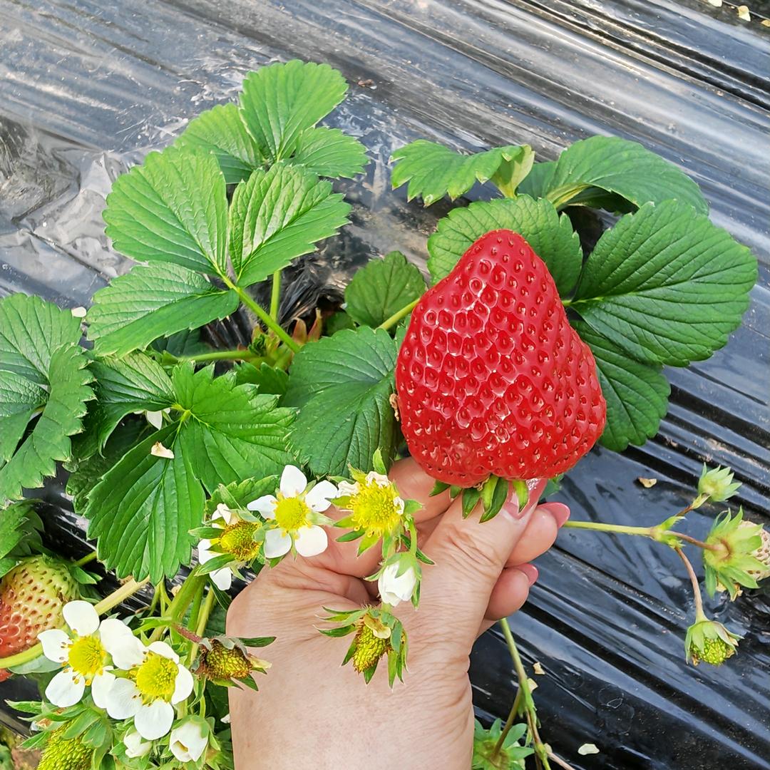 红苕花