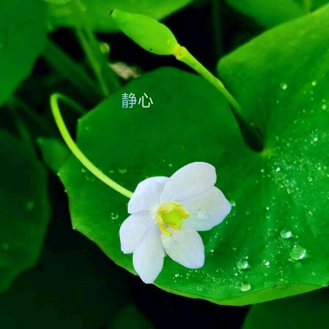 聂家热米皮
