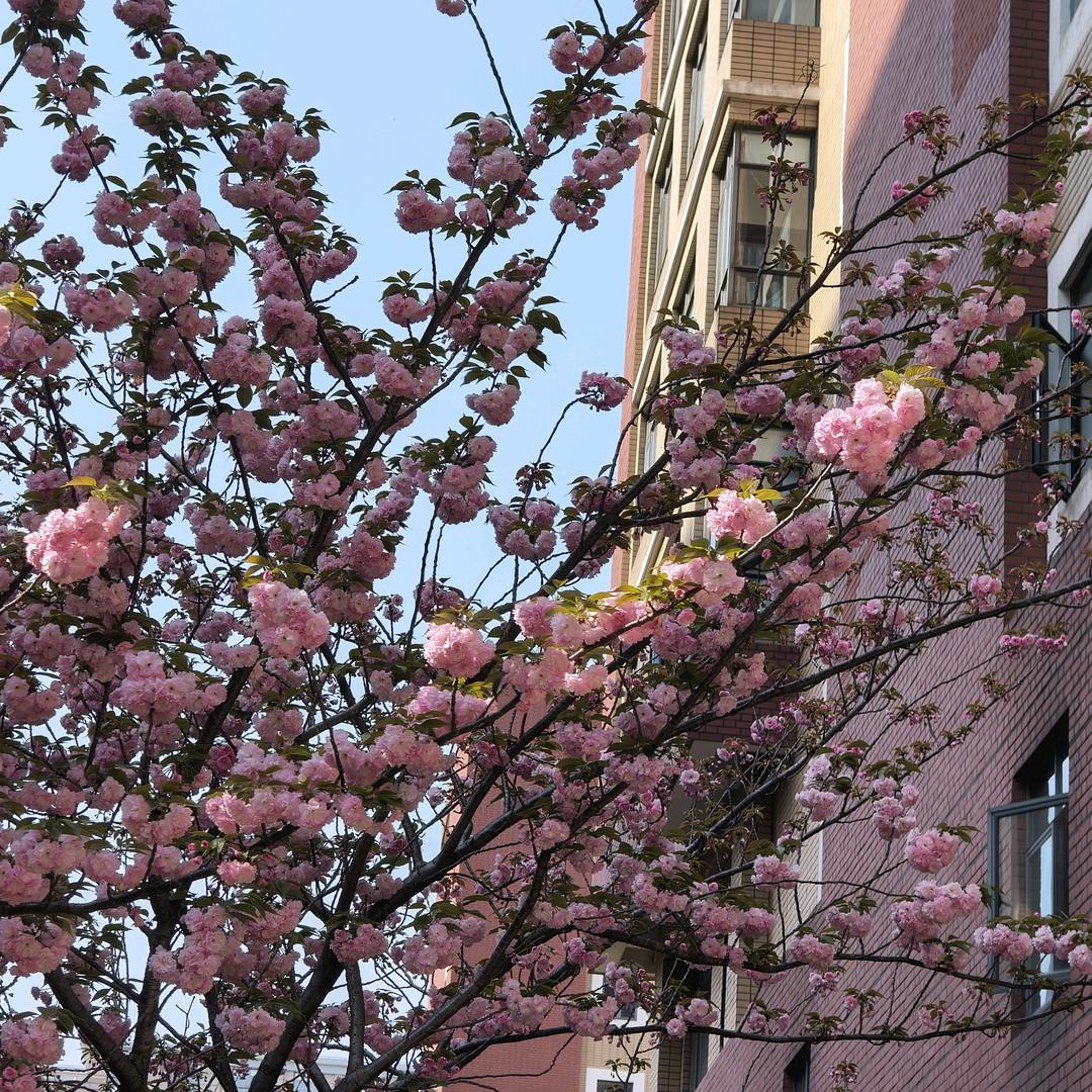 妮妮（挖宝版）