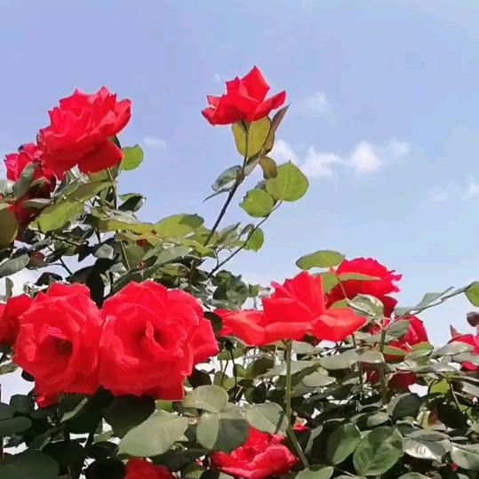 甜甜🌹🌹
