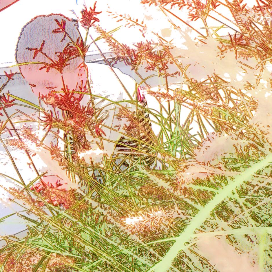 晨曦