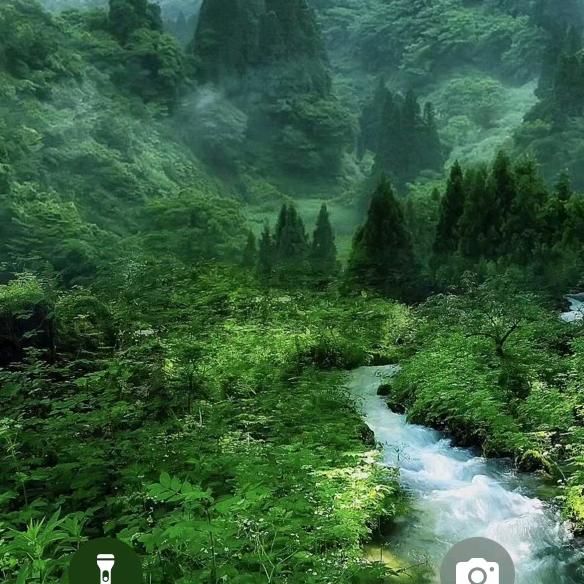 寅木木