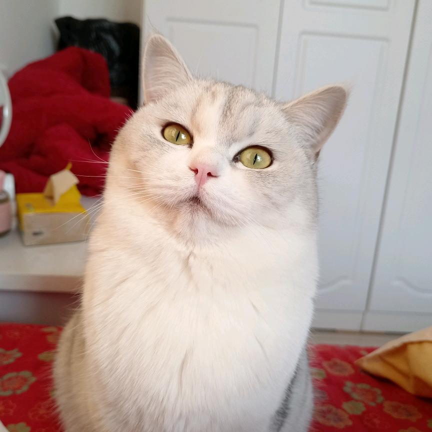 叶子心语