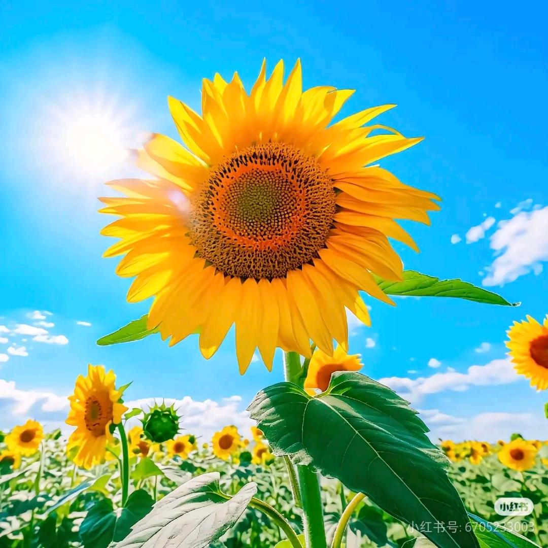 任泽区喜柚服装店（个体工商户）