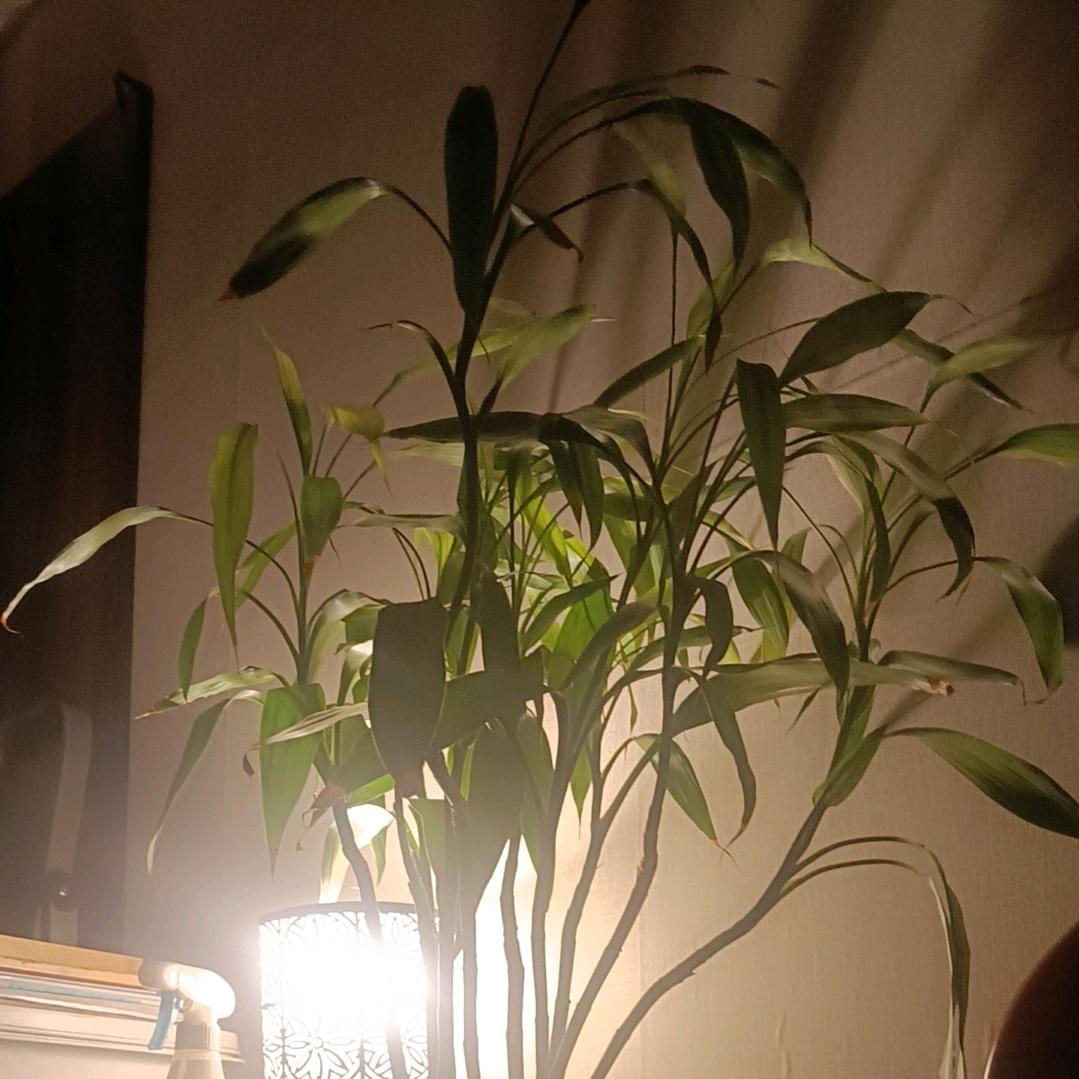 陌上花开