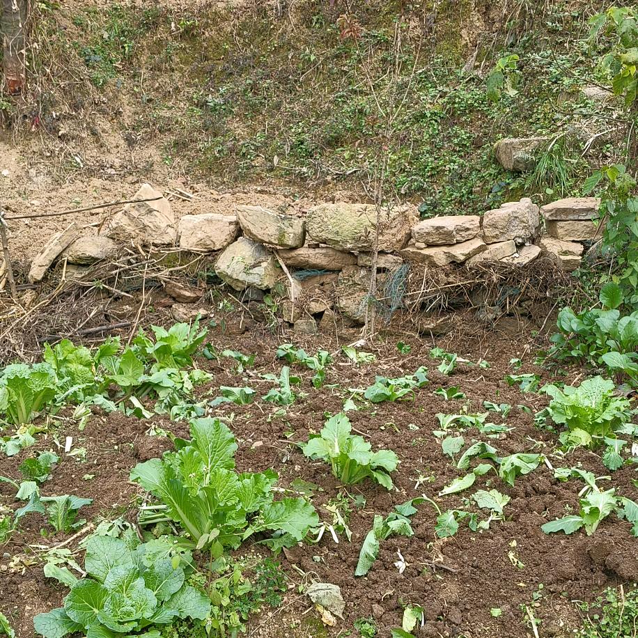 陳順 崔建涛江西搬迁到四川搬迀到贵州江山