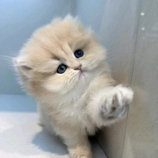招财猫www.