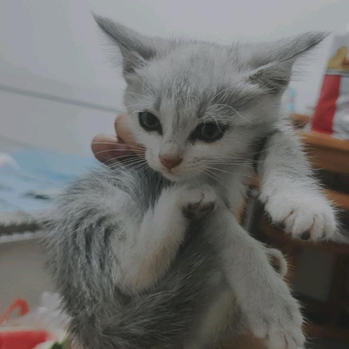 鬼宝儿吖