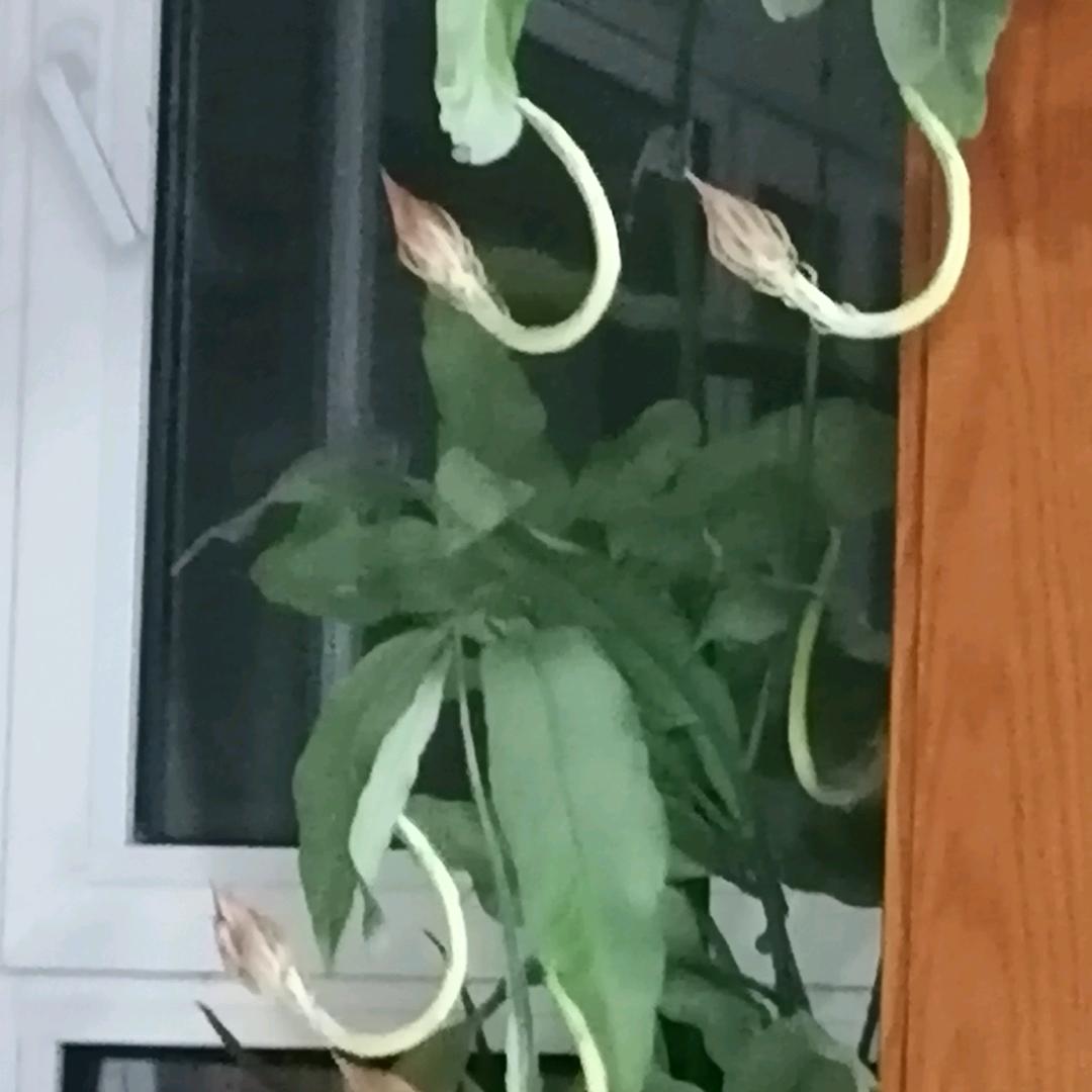 @心若向阳～”春暖花开”🌸