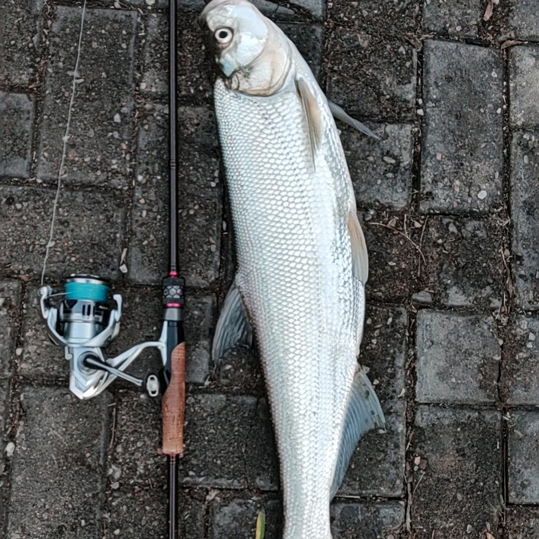 恒杨水陆挖掘机租赁