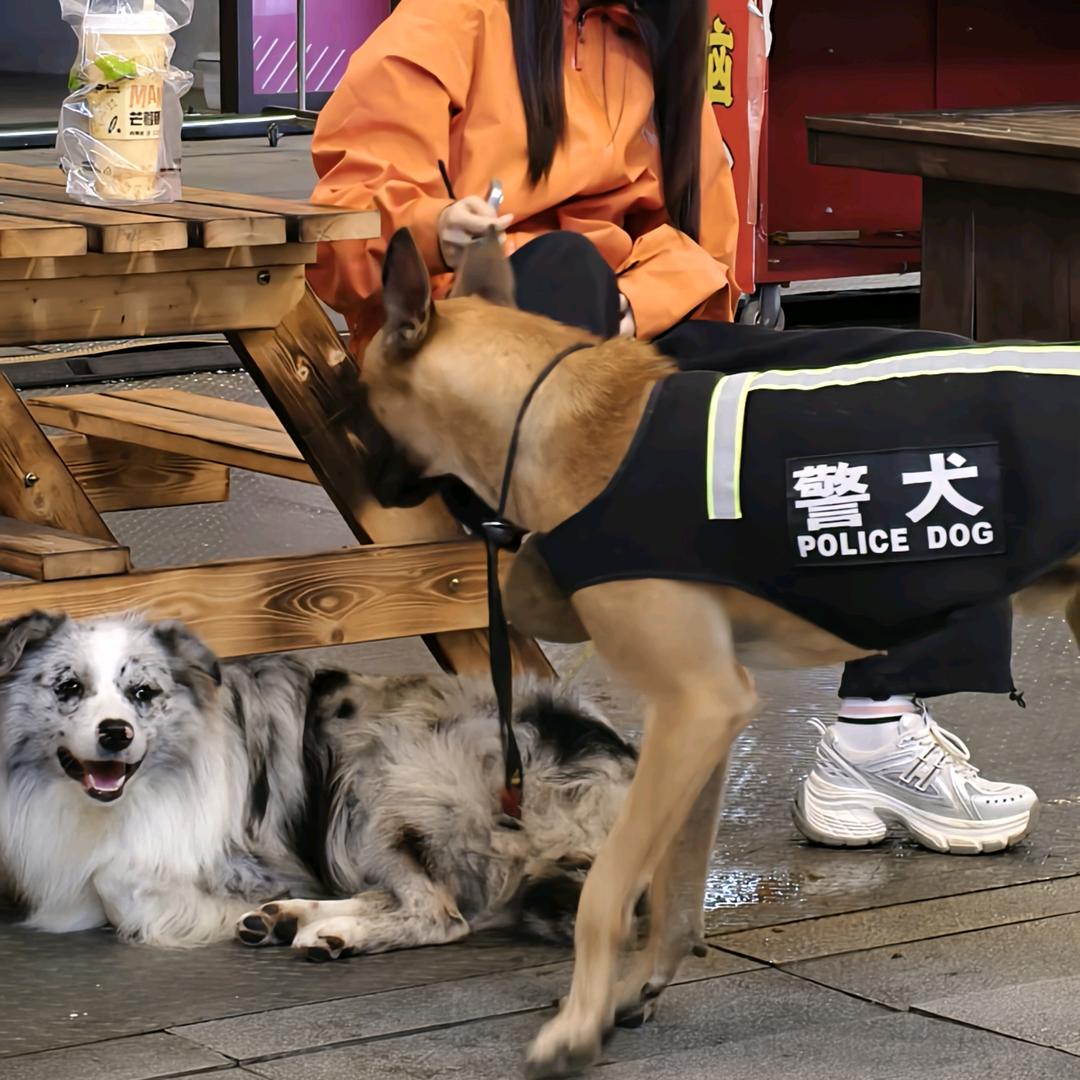 长沙鹏馨训犬基地