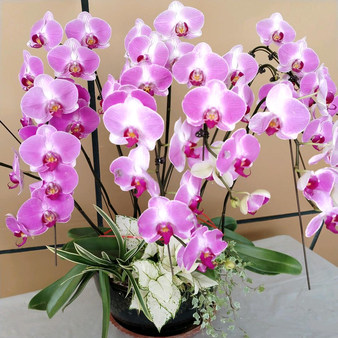 💕᭄ꦿ很ᮩ້幸运ོ࿆遇见你᭄🕊