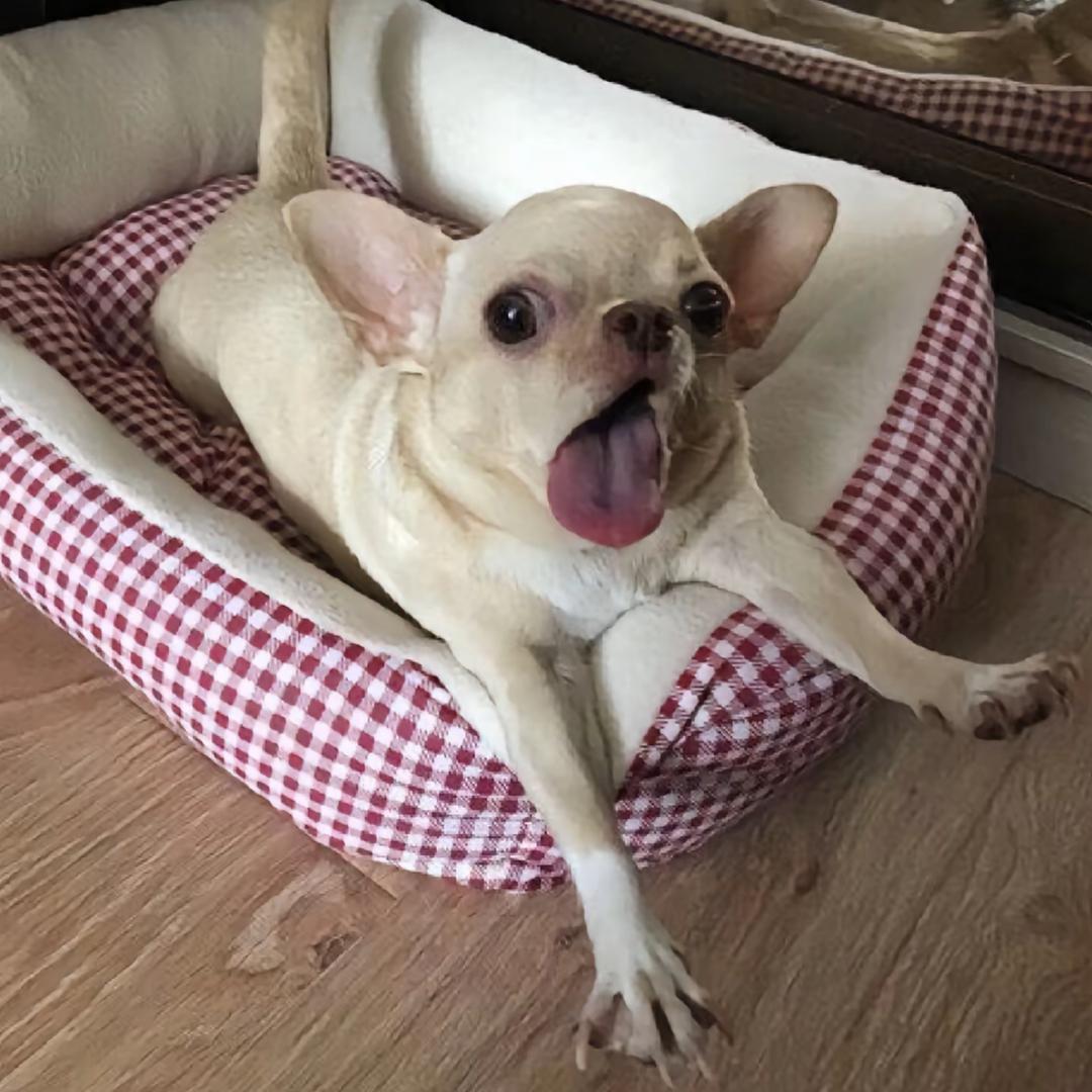 牛爷爷cos猫娘勾引隔壁壮壮妈