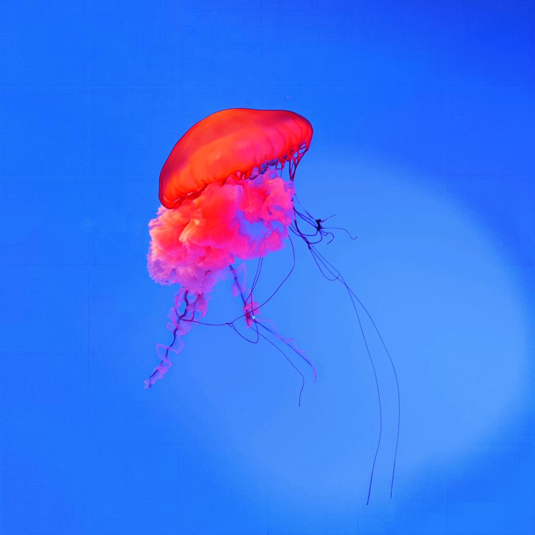 小熊点心