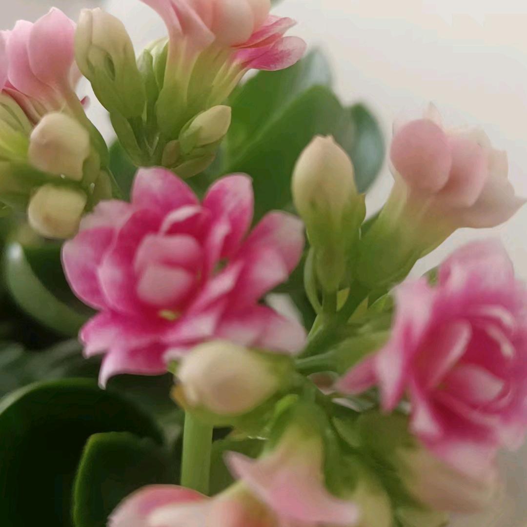 💖💖繁花似锦💖💖