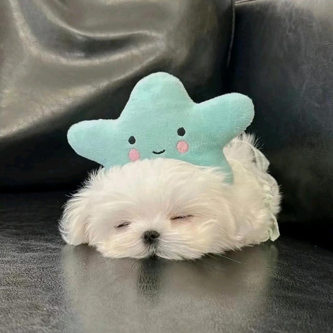 AA起床吃小孩🌈