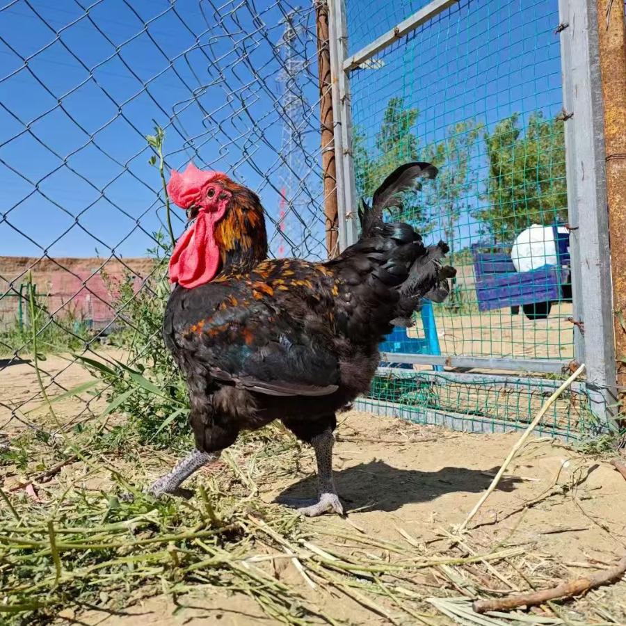 AAA散养溜达鸡批发