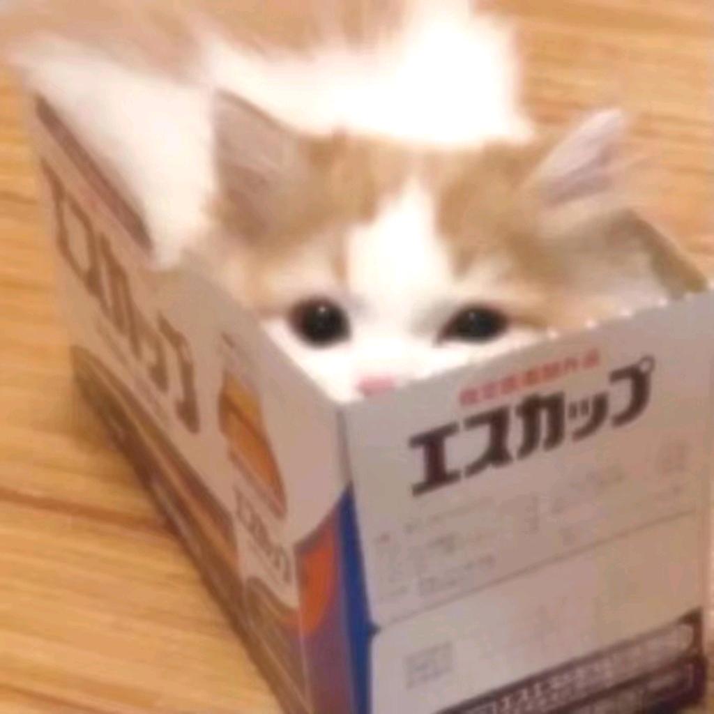 憂鬱的烏龜