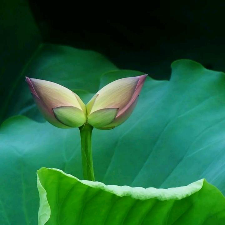 🍀侑泩之姩🌱